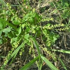 Rorippa sessiliflora
