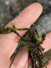 Fontinalis neomexicana