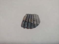 Argopecten ventricosus