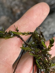 Fontinalis neomexicana