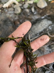 Fontinalis neomexicana