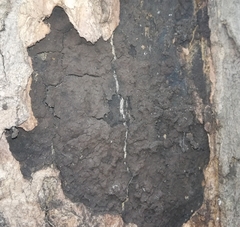 Cryptostroma corticale