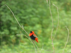 Euplectes franciscanus