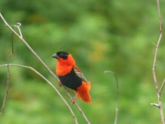 Euplectes franciscanus