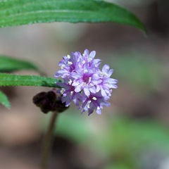 Boerhavia purpurascens