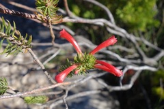 Erica abietina