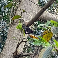 Parides anchises nephalion