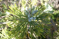 Hymenolepis