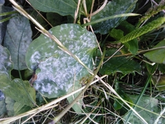 Erysiphe heraclei
