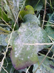 Erysiphe heraclei
