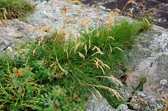 Festuca rubra litoralis