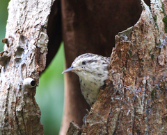 Campylorhynchus nuchalis