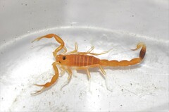 Uroplectes gracilior