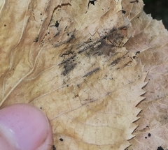 Cryptostroma corticale