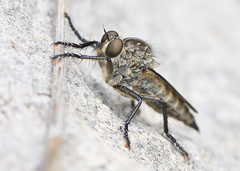 Machimus intermedius