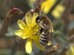 Megachile binominata
