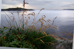 Festuca rubra litoralis
