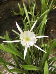 Hymenocallis coronaria
