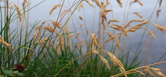 Festuca rubra litoralis