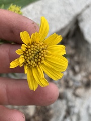 Arnica longifolia