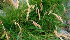 Festuca rubra litoralis