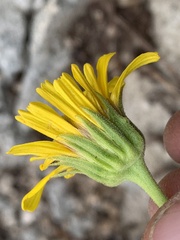 Arnica longifolia