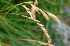 Festuca rubra litoralis