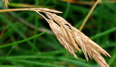 Festuca rubra litoralis