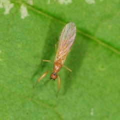 Hemerodromiinae