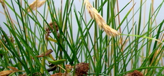 Festuca rubra litoralis