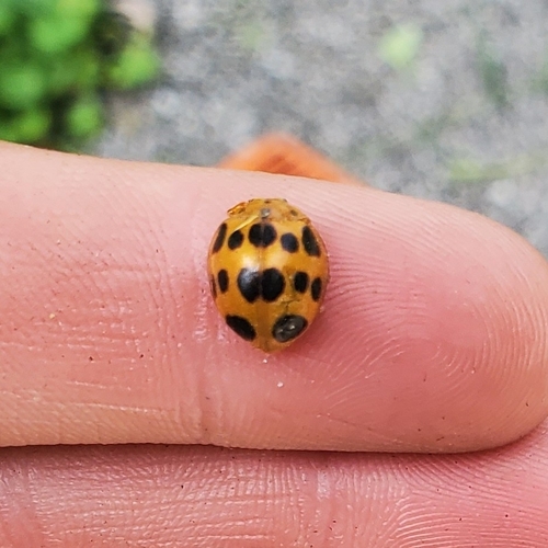 Squash Lady Beetle (Epilachna borealis), a species recorded in Delaware