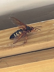 Sphecius speciosus