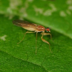 Hemerodromiinae