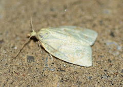 Cenopis pettitana
