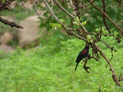 Campephaga phoenicea