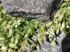 Cerastium pedunculatum