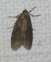 Lepidoscia euryptera