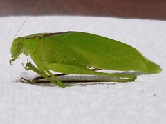 Amblycorypha oblongifolia