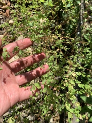 Thalictrum foetidum