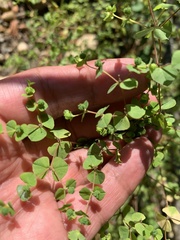 Thalictrum foetidum