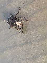 Eurymycter