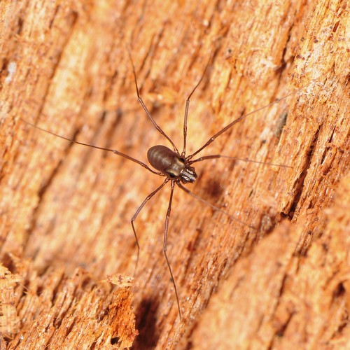 Peppered Harvestman