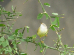 Eremomela pusilla