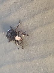 Eurymycter