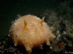 Geitodoris planata
