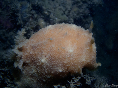Geitodoris planata