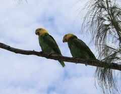 Amazona oratrix tresmariae