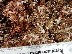 Eriogonum spergulinum