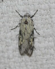 Stenoptena icmaea