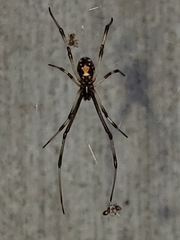 Latrodectus geometricus
